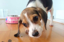 SBS「ルームメイト」の愛犬きゅうりが公式フェイスブックを開始！