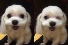 パク・シネ、ウインクをするキュートな愛犬の写真をSNSで公開！